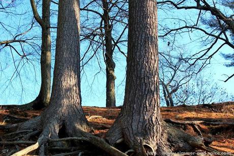 Walden Pond State Reservation, MA