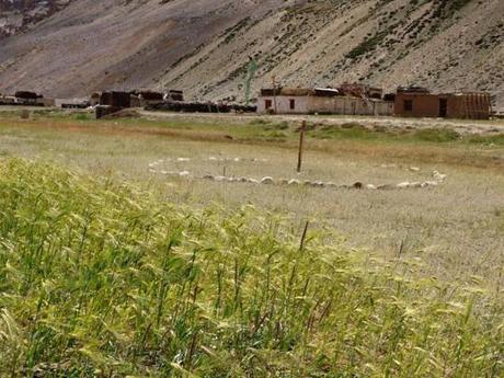 Himalayan villages: Chumikgiarsa at 4000m