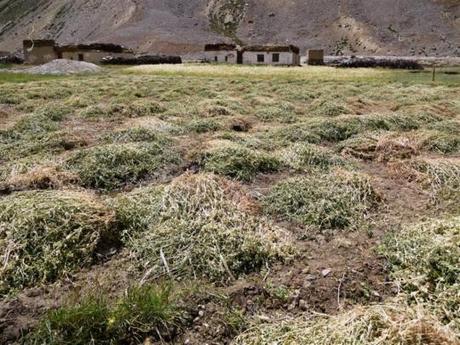 Himalayan villages: Chumikgiarsa at 4000m