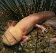 Axolotl