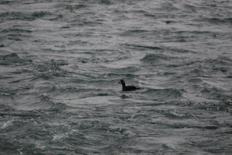 Harlequin Duck in Williamsport