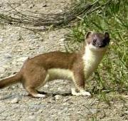 Weasel