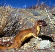 Weasel