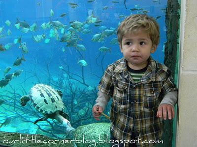 Wordless Wednesday... a day at the zoo {part 3}