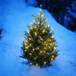 potted Christmas trees