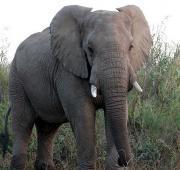 Elephant Elephant