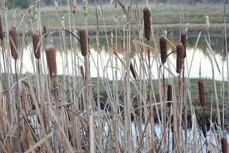 wetlands & chocolate cake