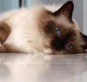 Birman Birman