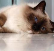 Birman