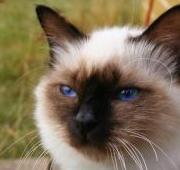 Birman