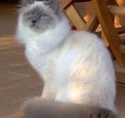 Birman