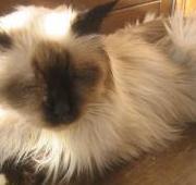 Birman