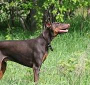 Doberman Pinscher Doberman Pinscher