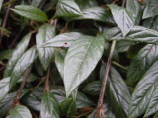 Cotoneaster salicifolius 'Repens' leaf (04/12/2011, London)