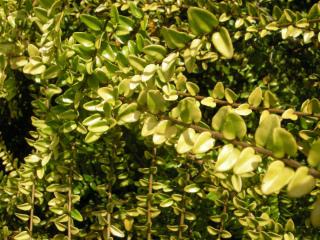 Lonicera nitida 'Baggesens Gold' detail (03/12/2011, London)