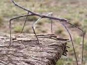 Featured Animal: Stick Insect