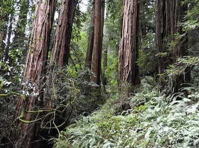 Muir Woods:  California's Tallest Trees