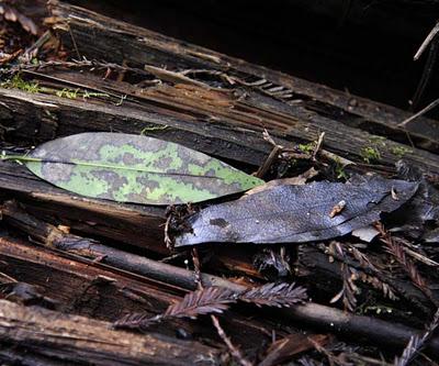 Muir Woods:  California's Tallest Trees