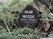 Muir Woods: California's Tallest Trees