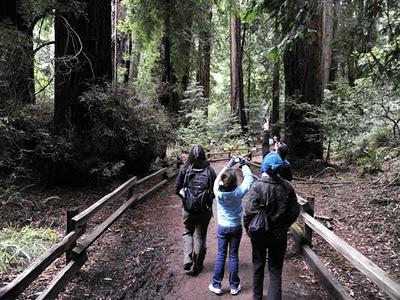 Muir Woods:  California's Tallest Trees