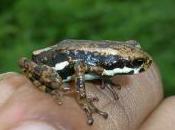 Featured Animal: African Tree Toad