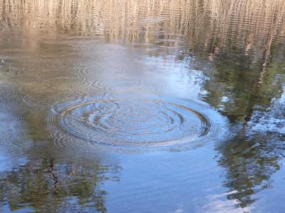 The Ripples