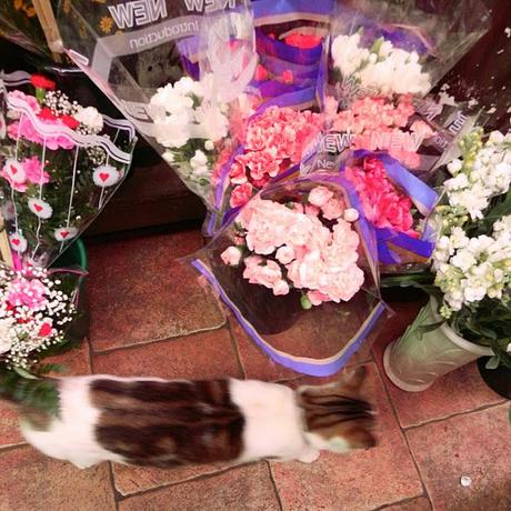 A Visit to the Florist