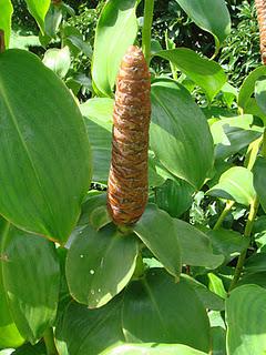 Middleham Falls, Dominica, Caribbean