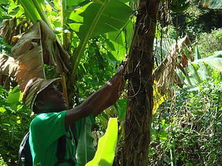 Middleham Falls, Dominica, Caribbean