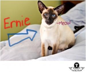 Siamese Cat named Ernie