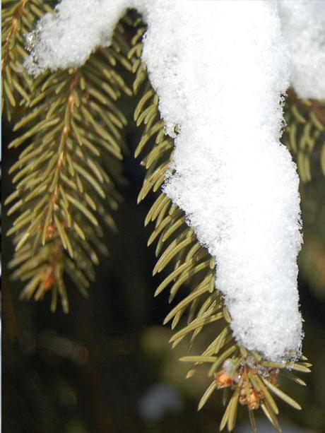 Pine Needle Fire Starters