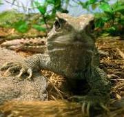 Tuatara