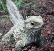 Tuatara