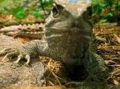 Featured Animal: Tuatara