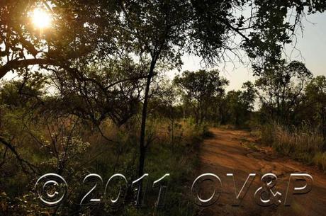 sunlit view down a dirt road on a morning game drive