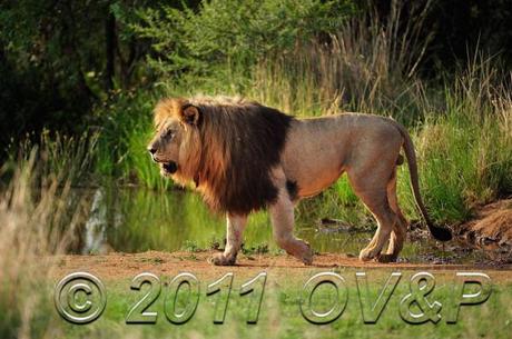 Male lion at a waterhole