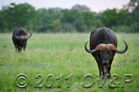 buffalo pair eating grass at Mabula Private Game Reserve