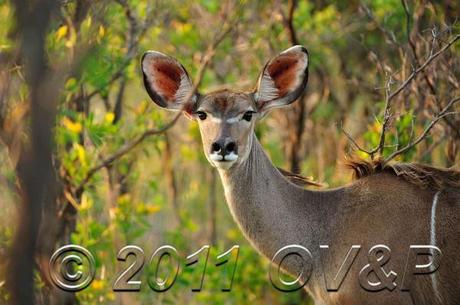 Female Kudu in bushes at Mabula Private Game Reserve