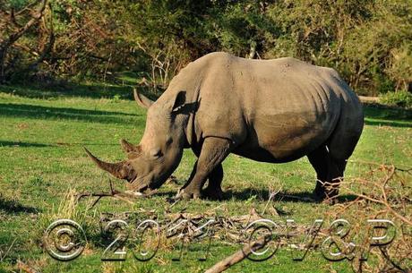 Rhinoceros eating grass