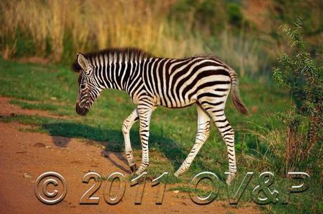 Baby zebra crossing a dirt road