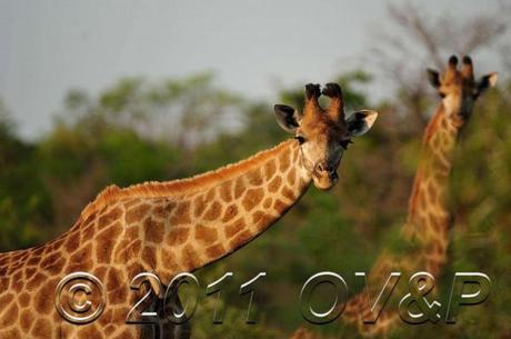 close up of two giraffe