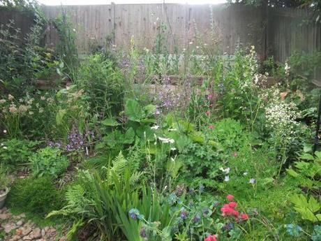 Daisy/slope  border - June 2011