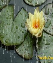 Anmtd Rain Lotus