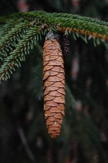 Picea orientalis cone (26/12/2011, Belkovice, Czech Republic)