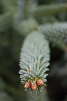 Abies pinsapo 'Glauca' detail (26/12/2011, Belkovice, Czech Republic)