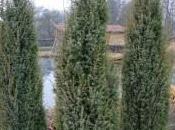 Plant Week: Juniperus Scopulorum ‘Skyrocket’