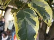 Plant Week: Ligustrum Lucidum ‘Excelsum Superbum’