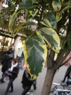 Ligustrum lucidum 'Excelsum Superbum' leaf (17/12/2011, London)