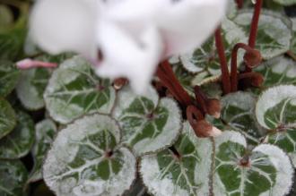 Cyclamen hederifolium var. hederifolium f. albiflorum leaf (17/12/2011, London)