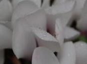 Plant Week: Cyclamen Hederifolium Var. Albiflorum